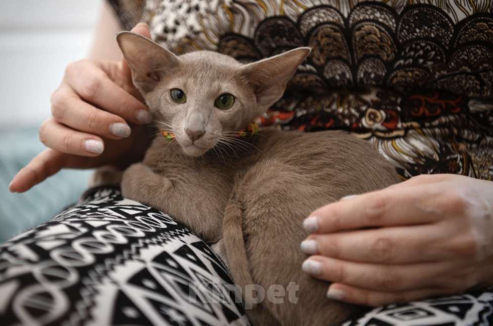 Кошки в Санкт-Петербурге: Ориентальные котята с документами  Девочка, 70 000 руб. - фото 7