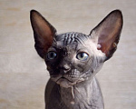 Кошки в Краснодаре: Котёнок Сфинкс Эльф мальчик Мальчик, Бесплатно - фото 2