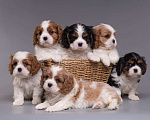 Собаки в Нижнем Новгороде: Кавалер кинг чарльз спаниель, щенки Мальчик, Бесплатно - фото 9