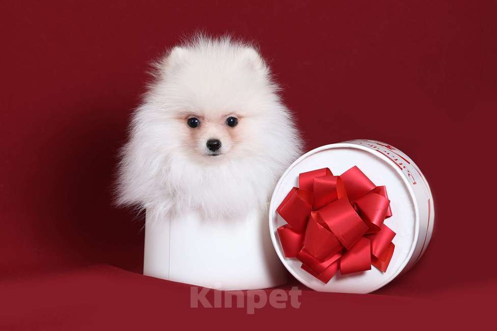 Собаки в Курске: Померанский шпиц щенок Мальчик, Бесплатно - фото 2