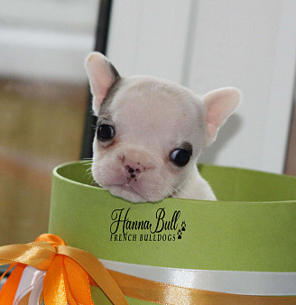 Щенки французского бульдога с документами РКФ