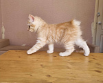 Кошки в Краснодаре: Кот нежно рыженький Мальчик, Бесплатно - фото 5