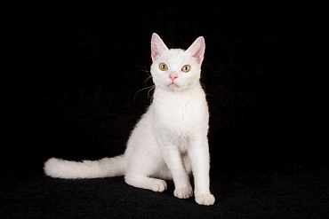 Американская жесткошерстная кошка