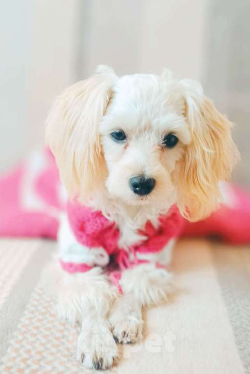 Собаки в Королеве: Кудряшка Девочка, Бесплатно - фото 3