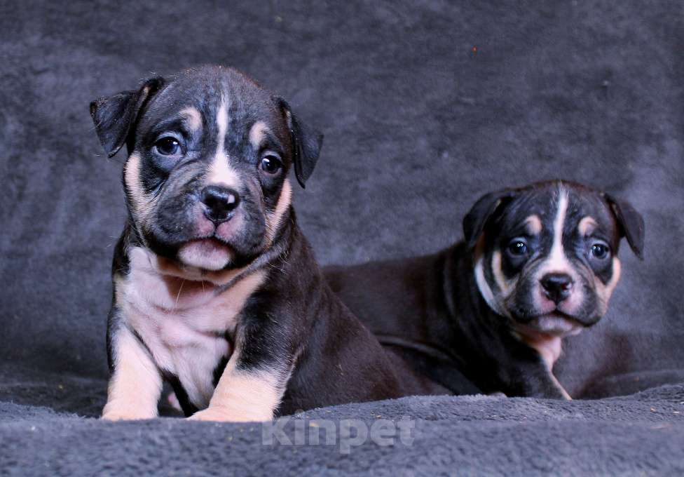 Собаки в Архангельске: Американский булл. Наши малыши. Разнополые, 80 000 руб. - фото 6