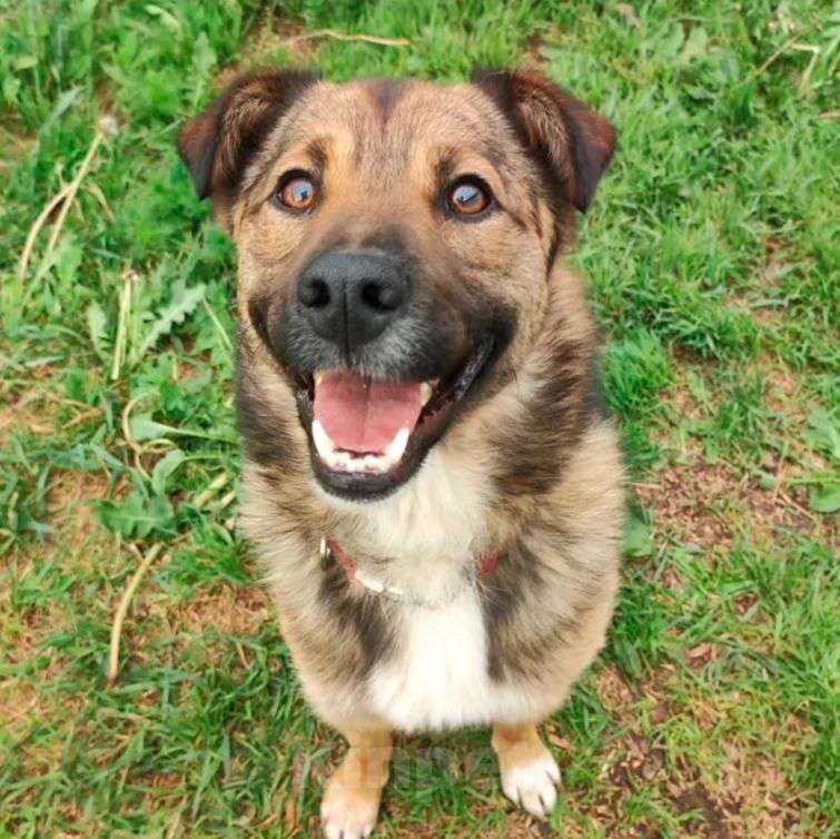 Собаки в Москве: Самый ласковый пес Рыжик в добрые руки Мальчик, Бесплатно - фото 5