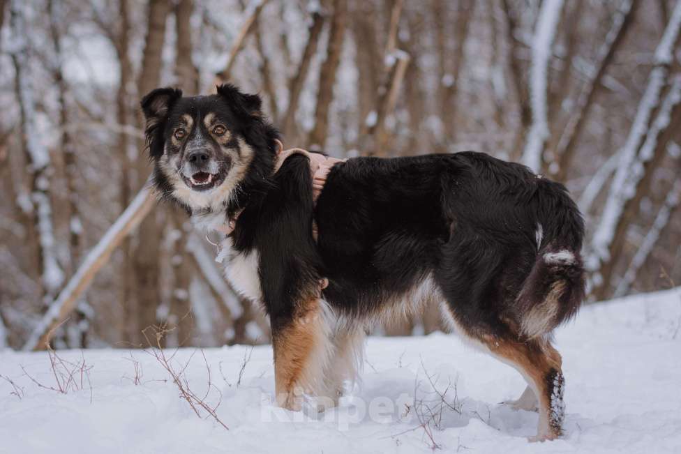 Собаки в Москве: Надя Девочка, Бесплатно - фото 5