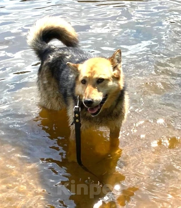 Собаки в других городах Ленинградской области: Маруся, собака компаньон Девочка, 500 руб. - фото 2