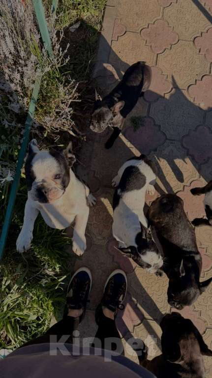 Собаки в Ростове-на-Дону: Французские бульдоги домашние,3-4 месяца Мальчик, Бесплатно - фото 2