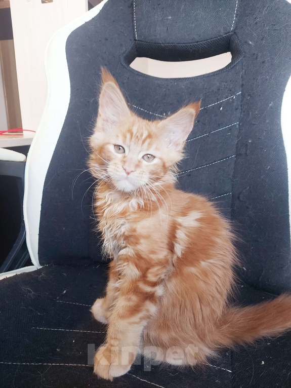 Кошки в Санкт-Петербурге: мейн-кун котёнок Девочка, 20 000 руб. - фото 1