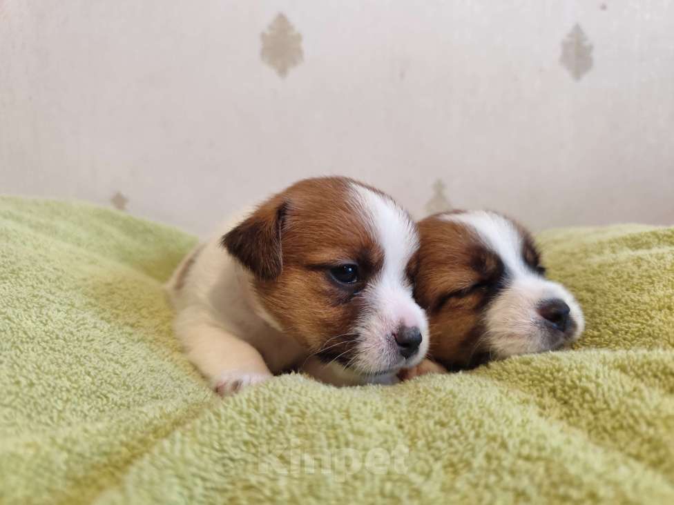 Собаки в Калининграде: Щенки джек рассел терьера Девочка, 60 000 руб. - фото 4