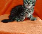 Кошки в Краснодаре: Кошечка мейн-кун Девочка, 15 000 руб. - фото 3