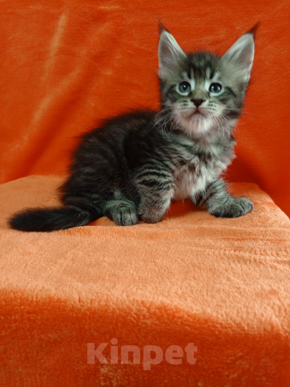 Кошки в Краснодаре: Кошечка мейн-кун Девочка, 15 000 руб. - фото 3