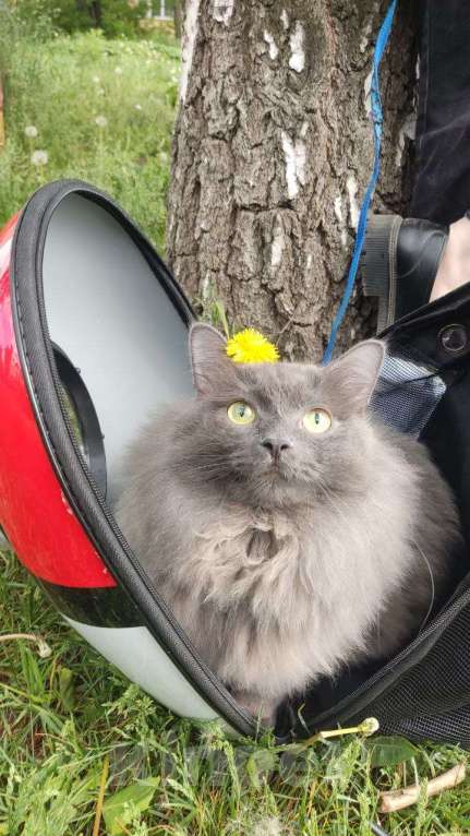 Кошки в Екатеринбурге: Пропал кот Мальчик, 10 000 руб. - фото 1