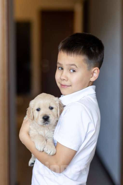 Собаки в Ярославле: Щенки Золотистого Ретривера Мальчик, 50 000 руб. - фото 6