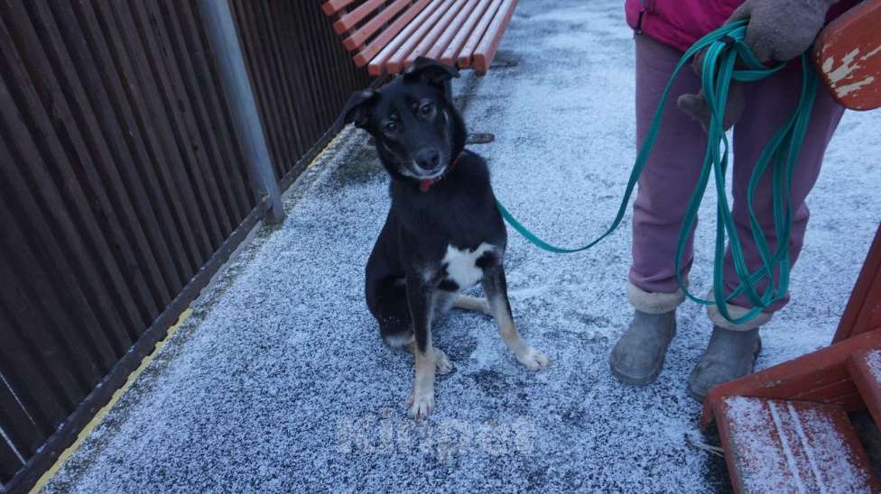 Собаки в Красногорске: Озорная девчёнка и преданный друг. Девочка, Бесплатно - фото 2