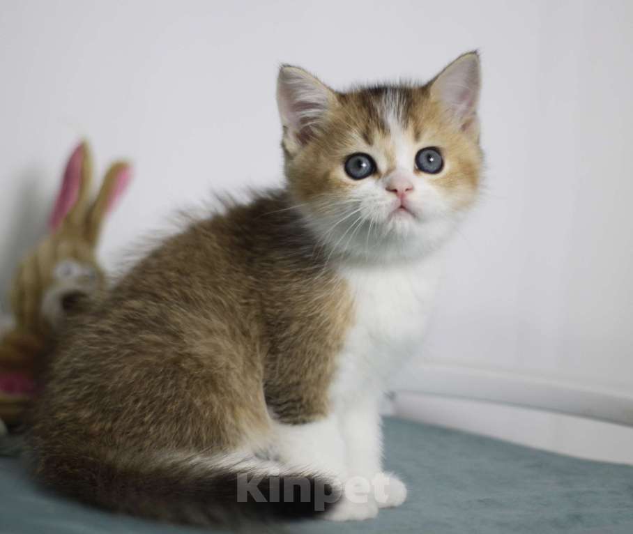 Кошки в Москве: Гаррисон Мальчик, 25 000 руб. - фото 5