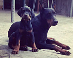 Собаки в Краснодаре: Высокопродные щенки добермана, 50 000 руб. - фото 6