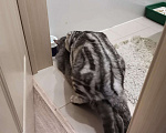 Кошки в Абакане: Шотландский кот, вязка, 2 000 руб. - фото 4