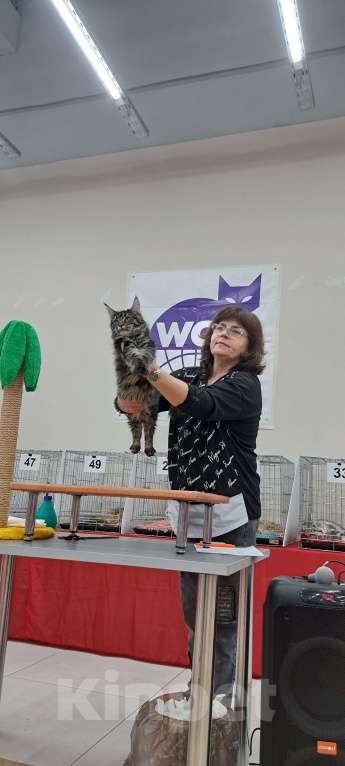 Кошки в Москве: Маленькие рыси Девочка, 90 000 руб. - фото 9