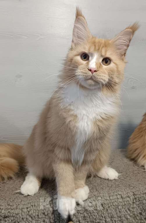 Кошки в других городах Владимирской области: Котик  мейн кун в любимцы Мальчик, 45 000 руб. - фото 2