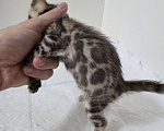 Кошки в Красногорске: Бенгальские малыши  Девочка, 30 000 руб. - фото 8
