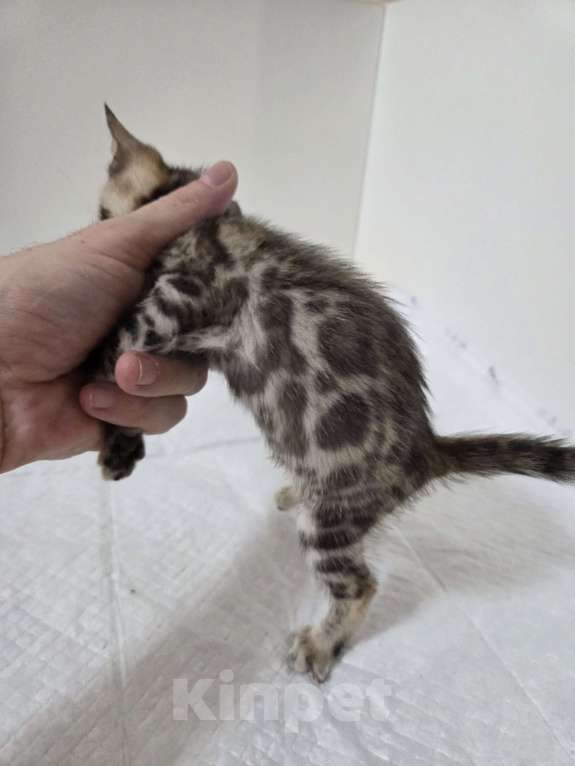 Кошки в Красногорске: Бенгальские малыши  Девочка, 30 000 руб. - фото 8