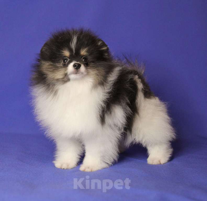 Собаки в Люберцах: Девочка шпица, триколорка Девочка, 70 000 руб. - фото 4