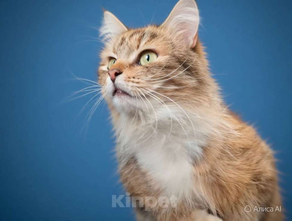 Кошки в Санкт-Петербурге: Очень ласковая молодая кошка. Пушистая. Кастрирована и привита. Девочка, Бесплатно - фото 2