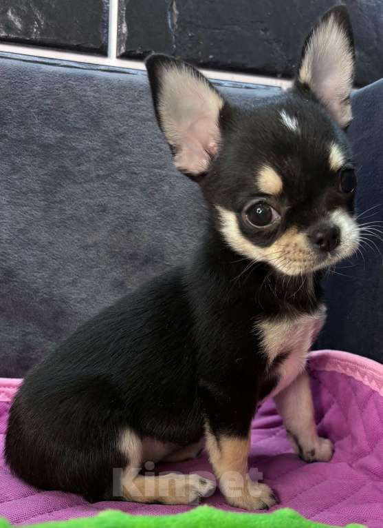 Собаки в Ростове-на-Дону: Девочка чихуахуа Девочка, 40 000 руб. - фото 7