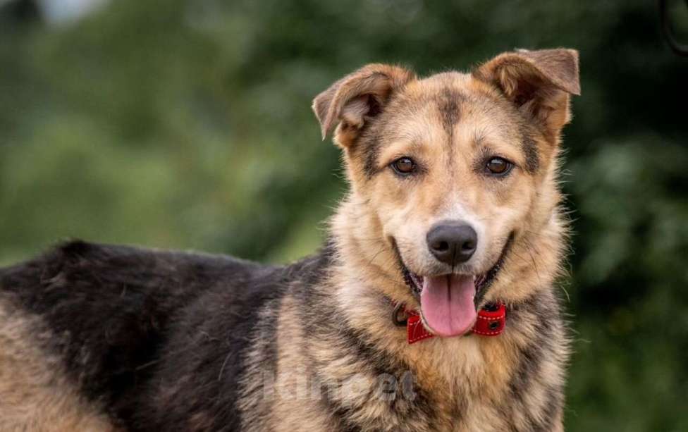 Собаки в других городах Владимирской области: Собака компаньон в самые лучшие добрые ручки! Девочка, Бесплатно - фото 1