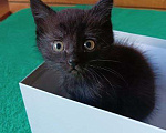Кошки в Липецке: Милые, ласковые котята ищут дом Девочка, Бесплатно - фото 2