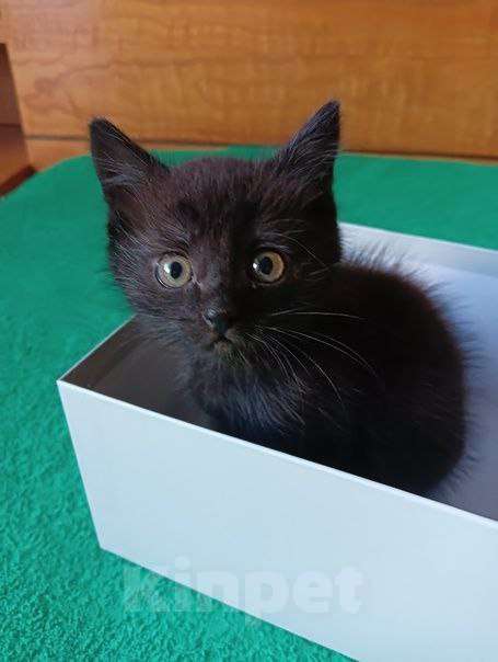 Кошки в Липецке: Милые, ласковые котята ищут дом Девочка, Бесплатно - фото 2