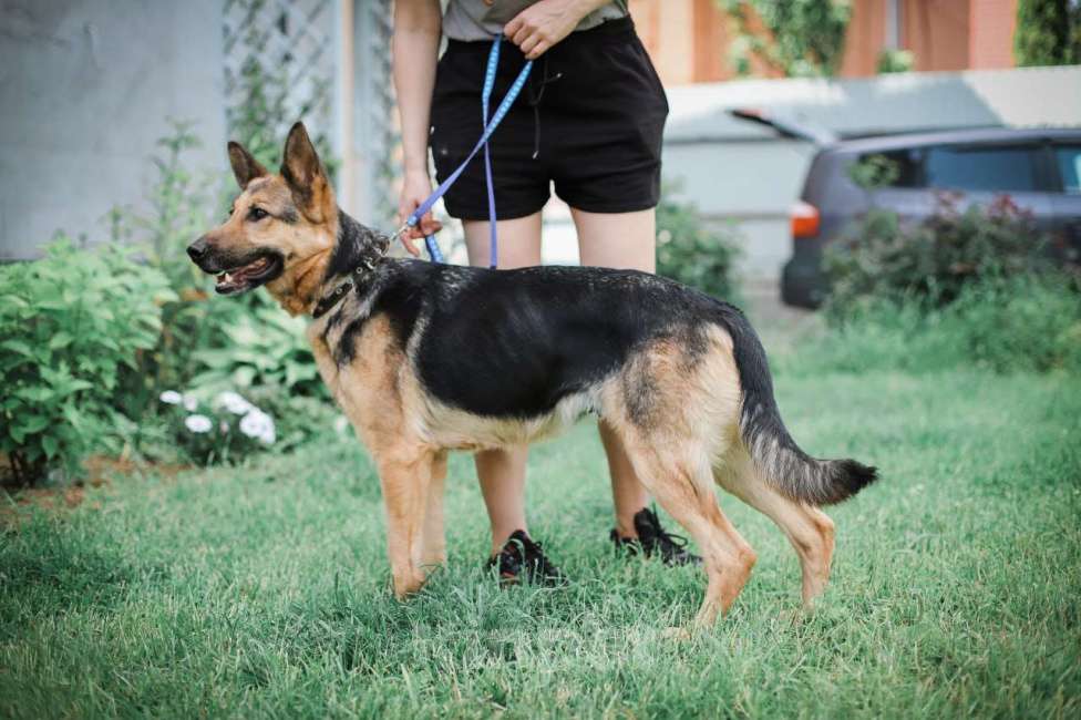 Собаки в Москве: Немецкая овчарка в дар, доброжелательная и умная Девочка, Бесплатно - фото 5