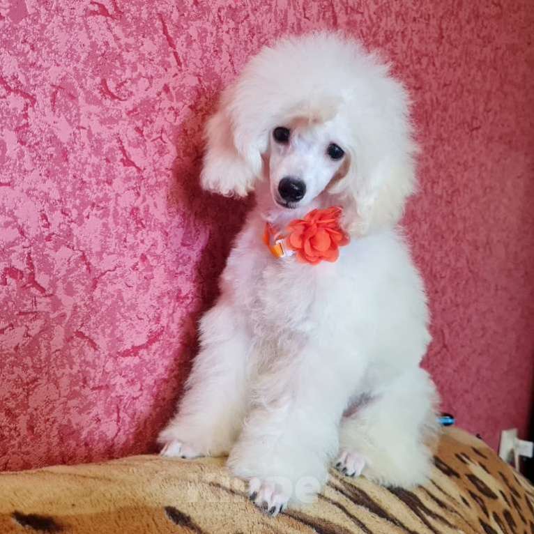 Собаки в Москве: Щенок той пуделя белая девочка Девочка, 100 000 руб. - фото 6