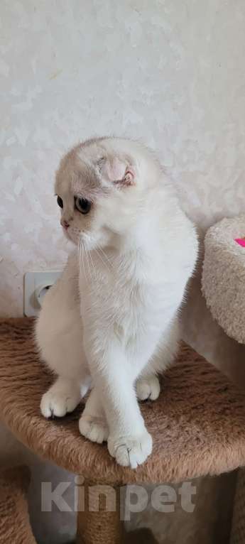 Кошки в Москве: Marsel MilkaMax  Мальчик, 35 000 руб. - фото 4