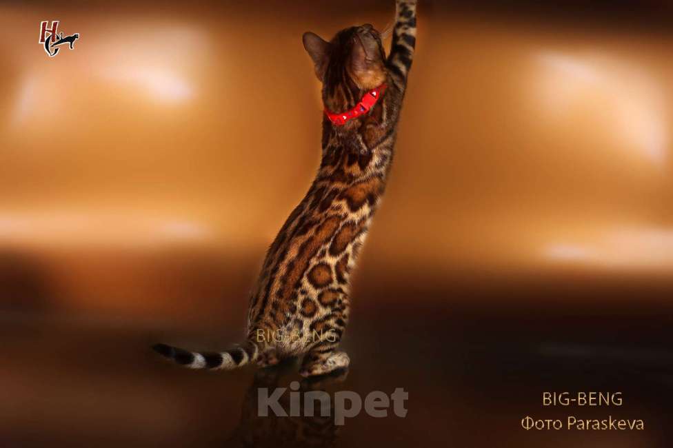 Кошки в Санкт-Петербурге: Бенгальские котята Девочка, 40 000 руб. - фото 3