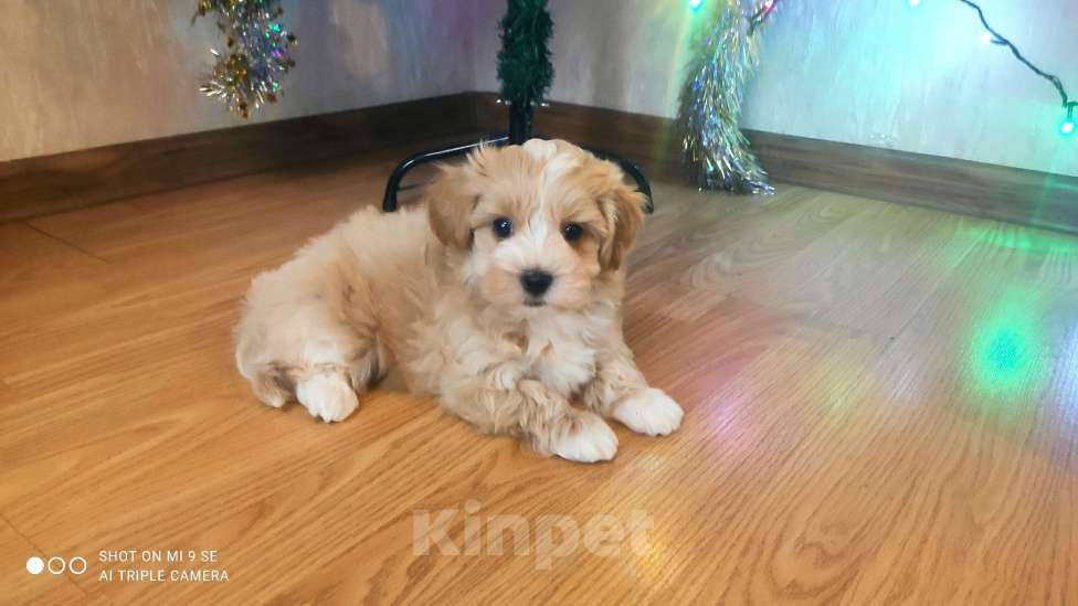 Собаки в Москве: мальтипу мальчик F1  Мальчик, 60 000 руб. - фото 4