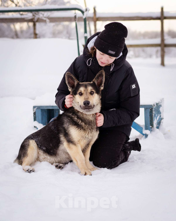 Собаки в Москве: Коржик, 2 года ищет дом Мальчик, Бесплатно - фото 1
