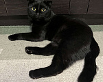Кошки в Нижнем Новгороде: котик ищет дом Мальчик, Бесплатно - фото 2