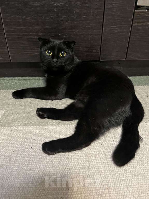 Кошки в Нижнем Новгороде: котик ищет дом Мальчик, Бесплатно - фото 2