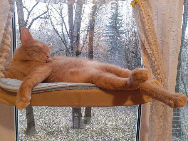 Кошки в Москве: Руди личный спортивный тренер ищет любящую семью  Мальчик, Бесплатно - фото 8