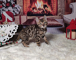 Кошки в Москве: Индиго ваш подарок на НГ Мальчик, 30 000 руб. - фото 1