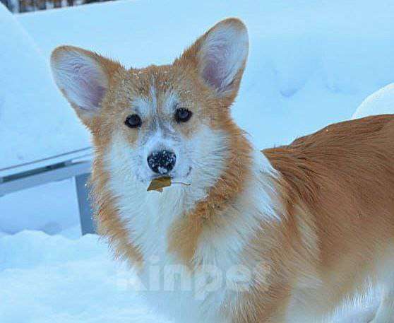 Собаки в Новосибирске: Щенок вельш корги пемброк Мальчик, Бесплатно - фото 1