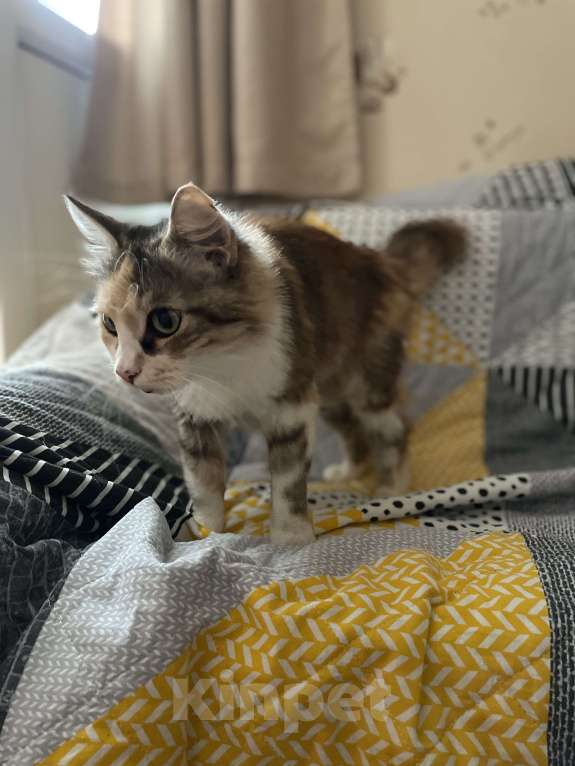 Кошки в Симферополе: Кошка в добрые руки Девочка, Бесплатно - фото 5