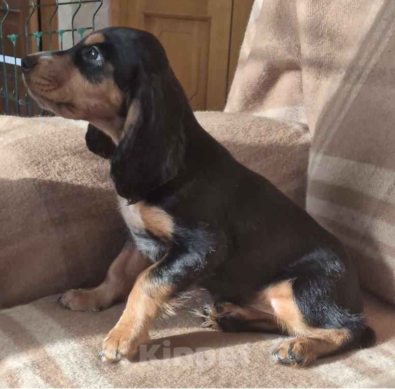 Собаки в Подольске: Щенок русского охотничьего спаниеля Девочка, Бесплатно - фото 5