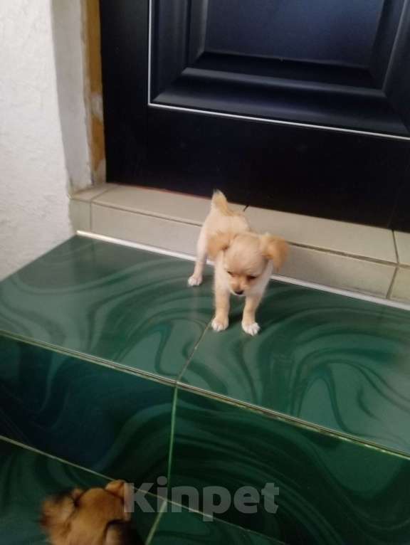 Собаки в Ялте: Чихуахуа щенки  Девочка, 15 000 руб. - фото 2