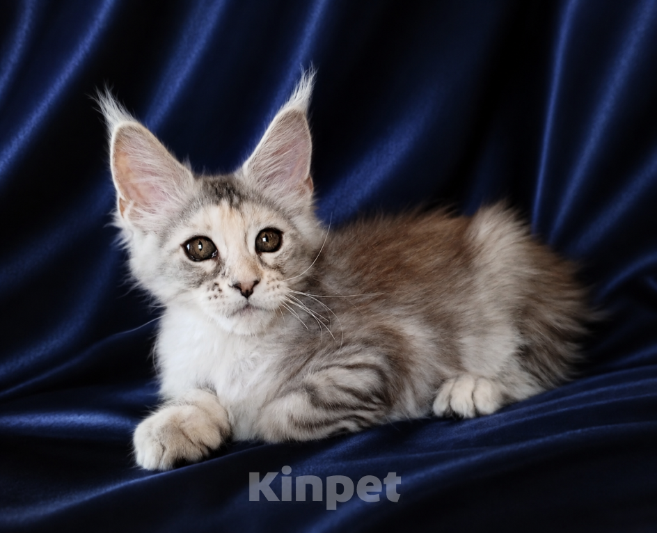 Кошки в Владимире: Мейн-кун девочка черепашка Девочка, 45 000 руб. - фото 1