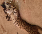 Кошки в Казани: Отдаю котёнка мальчика 3 месяца Мальчик, Бесплатно - фото 4