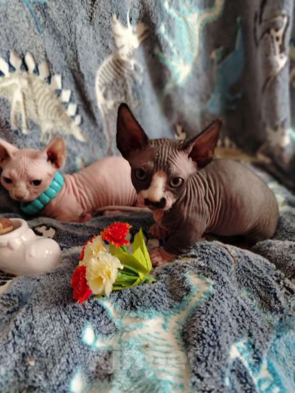 Кошки в Озерах: Продажа котят породы двельф Мальчик, 30 000 руб. - фото 2